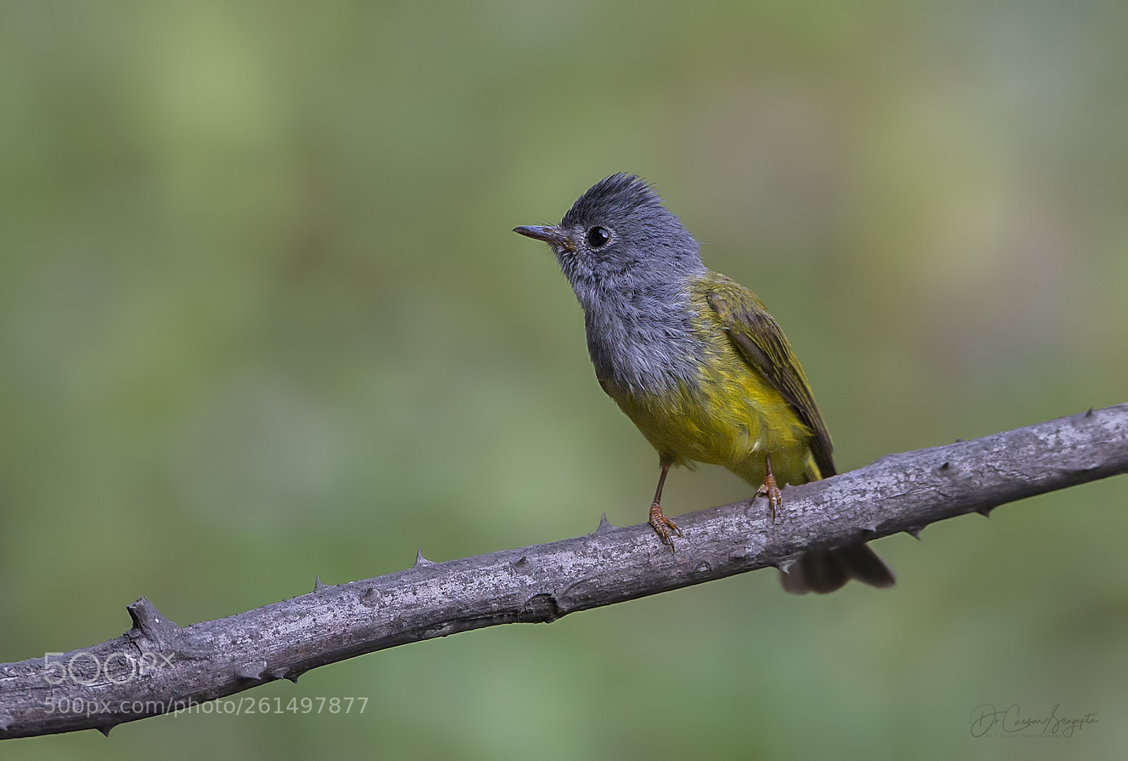 Canon EOS-1D X sample photo. Grey headed canary flycatcher photography