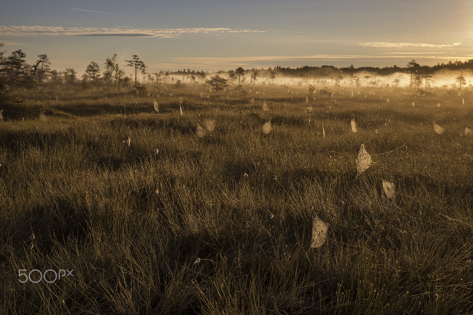 Sony a99 II sample photo. Summer morning. photography