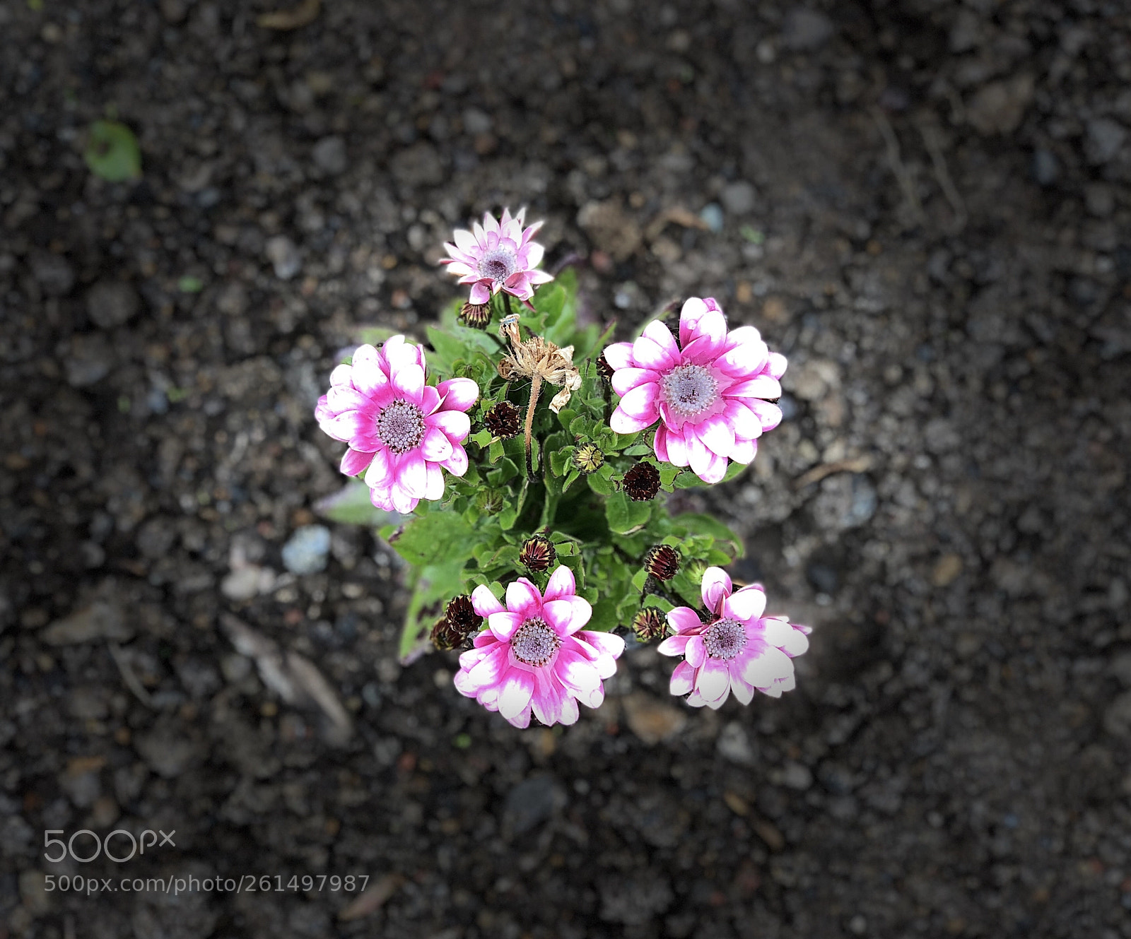 Apple iPhone X sample photo. Blooming 5*** photography