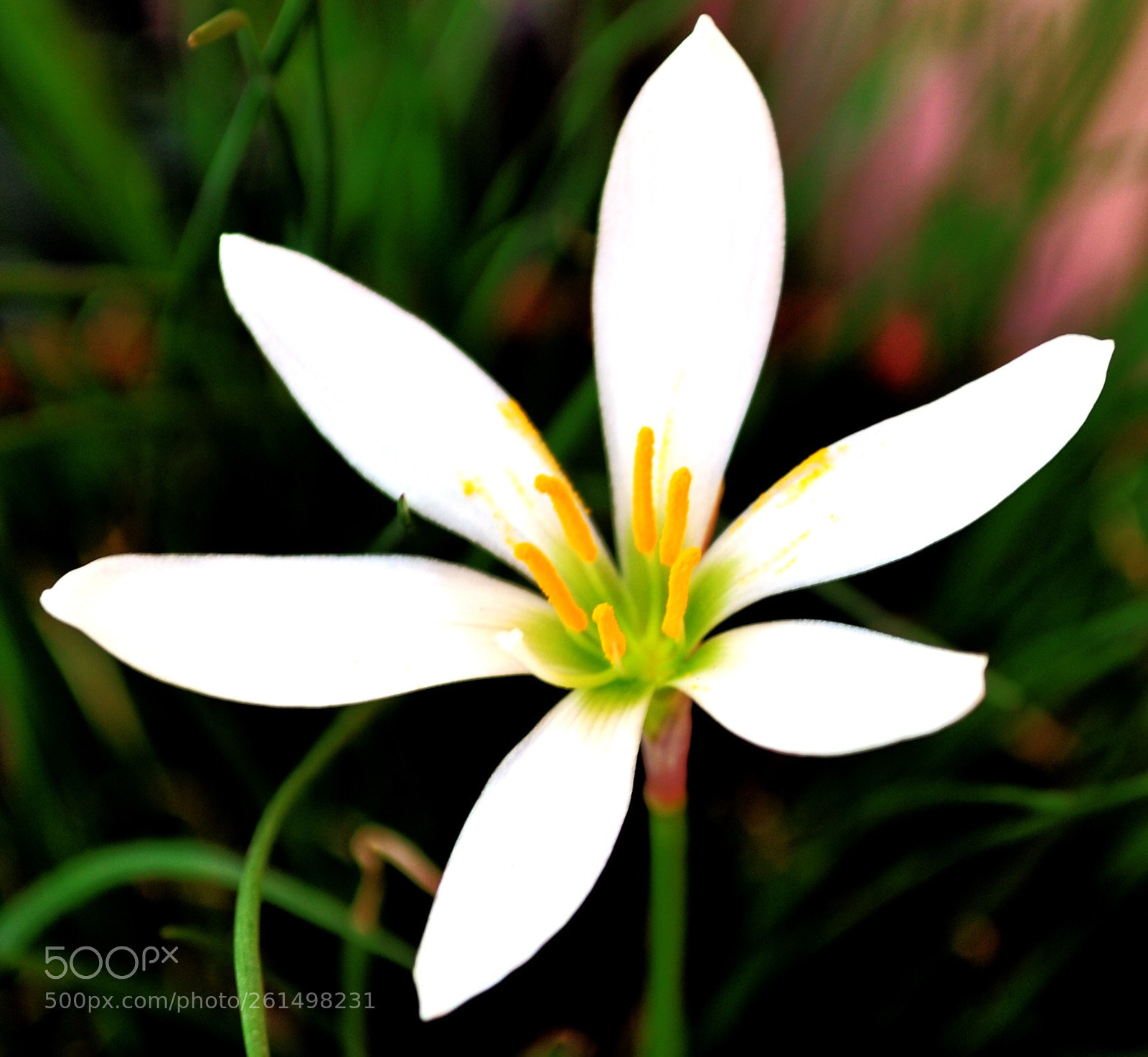 Nikon D3100 sample photo. Untitled photography