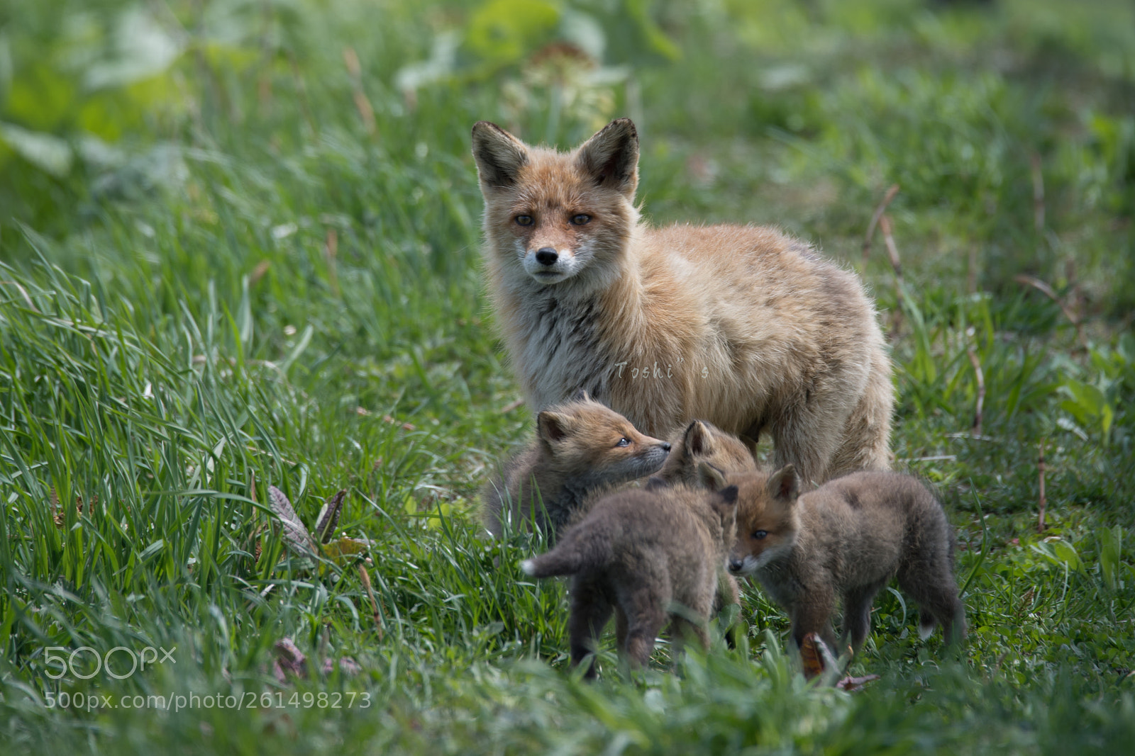 Nikon D5 sample photo. Mom & cubs photography