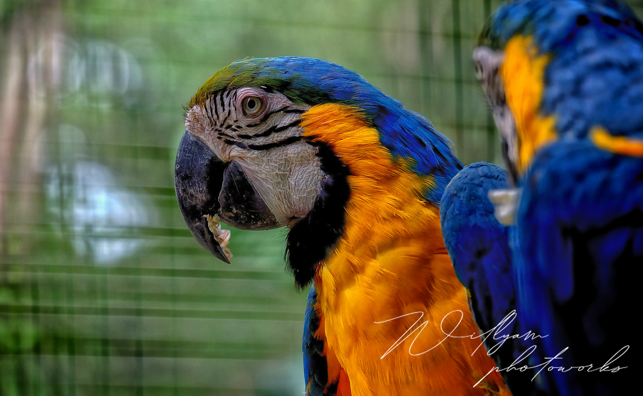 Fujifilm X-A2 sample photo. Birds photography