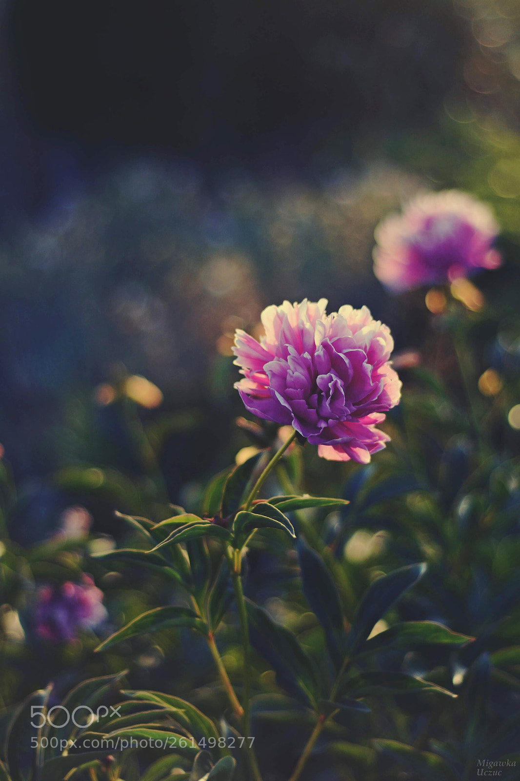 Nikon D5200 sample photo. In garden photography