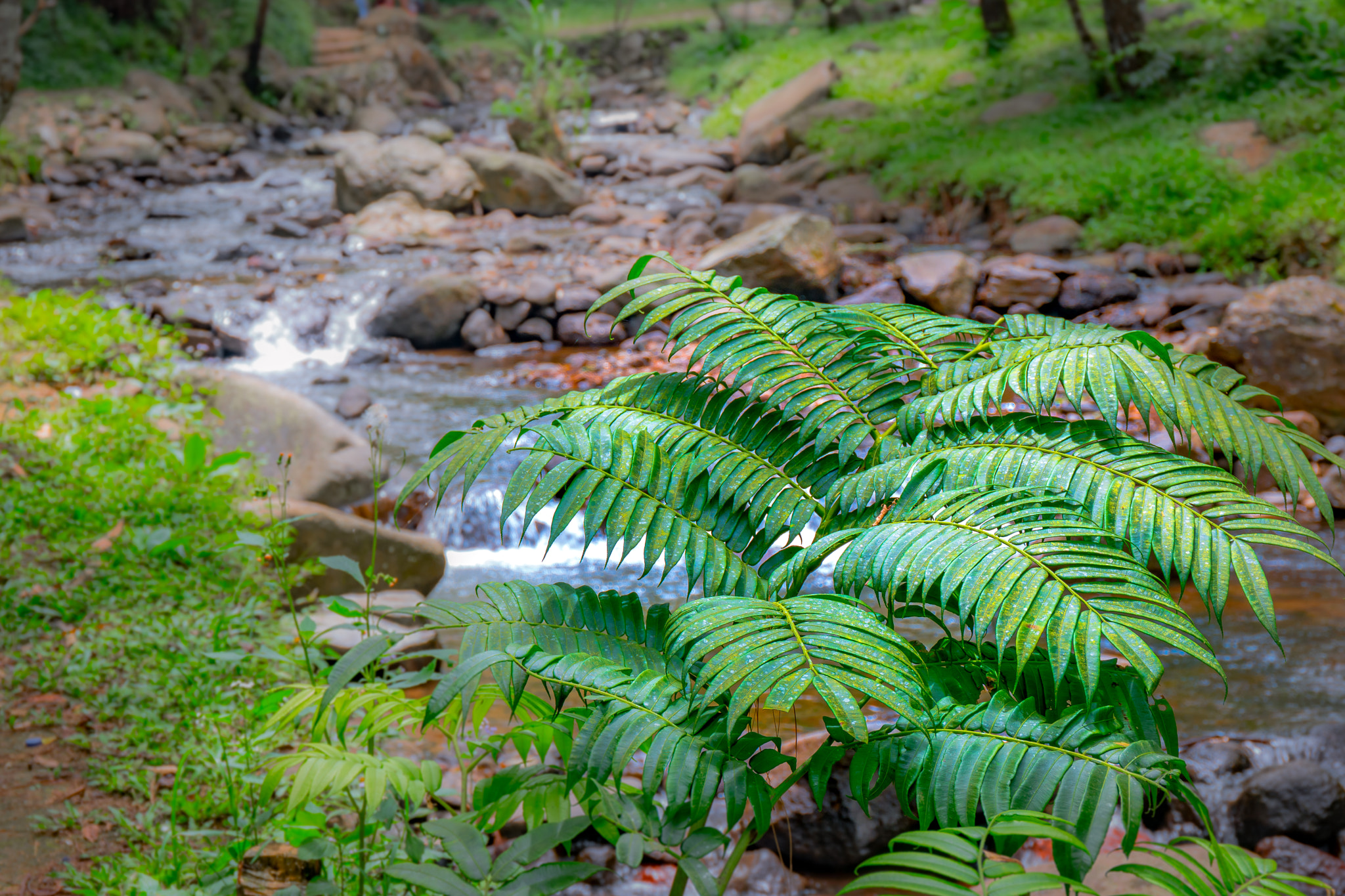 Samsung NX1 sample photo. Leaf photography