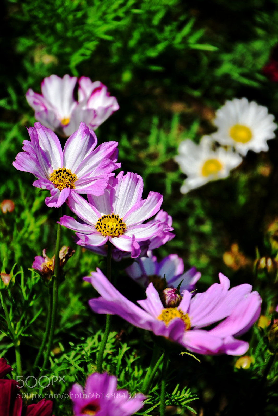 Nikon D7200 sample photo. Cosmos- cosmos bipinnatus photography