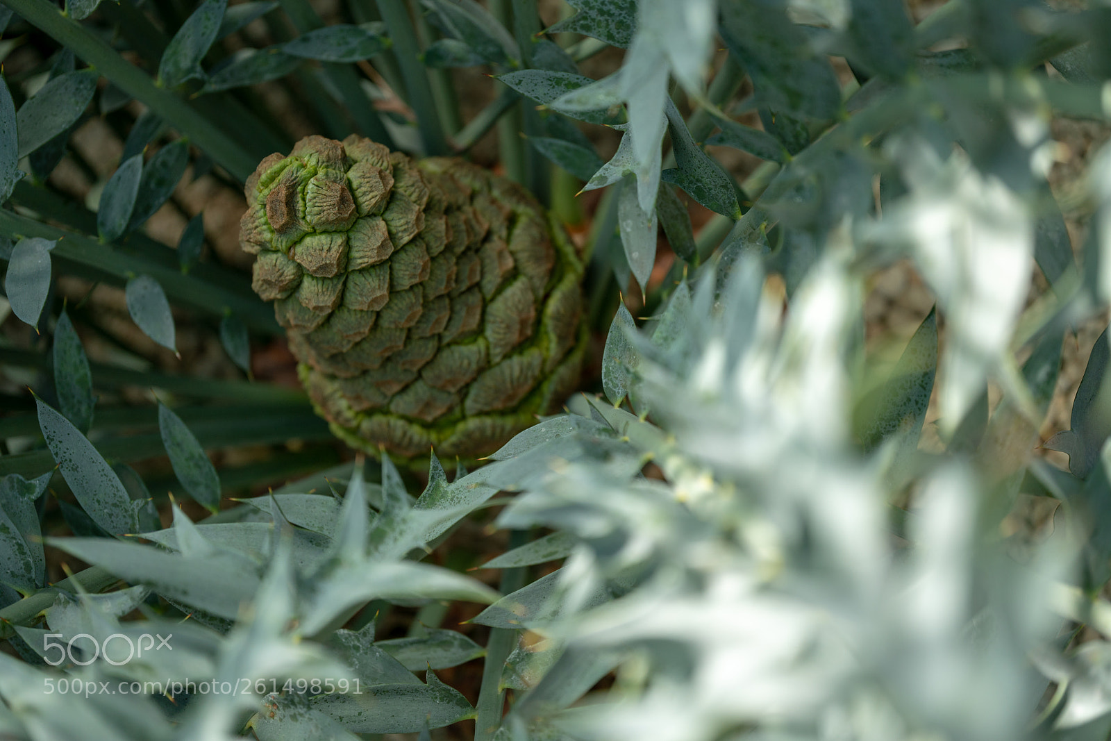 Sony a7R II sample photo. Shinjuku gyoen national garden photography