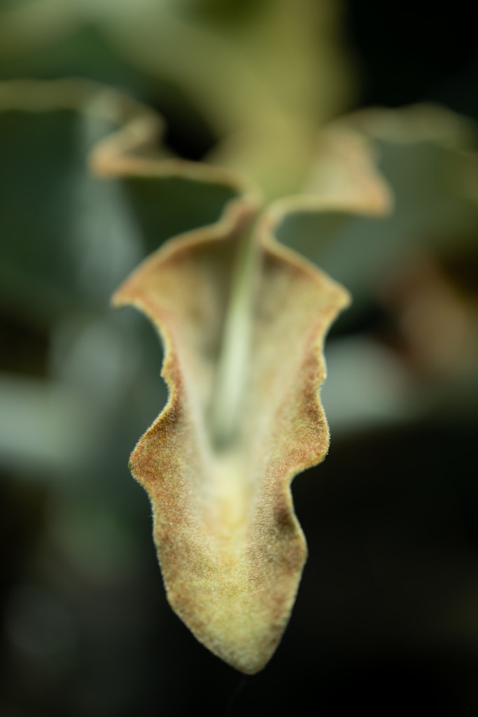 500px.comのfotois youさんによるShinjuku Gyoen National Garden - Macro