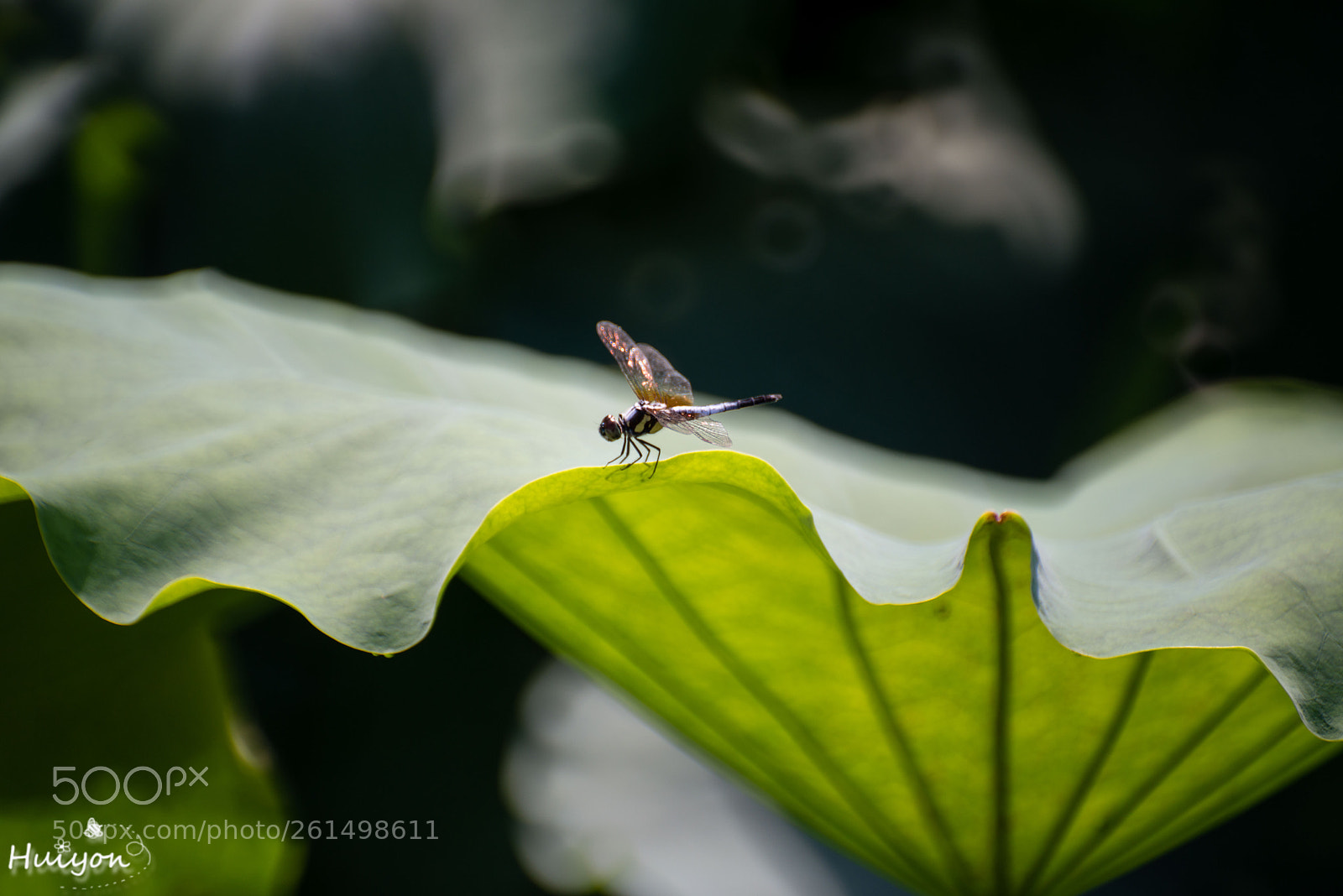 Nikon D800 sample photo. Untitled photography