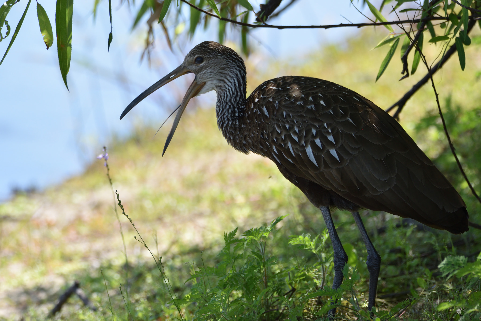 Nikon D5500 sample photo. Limpkin photography