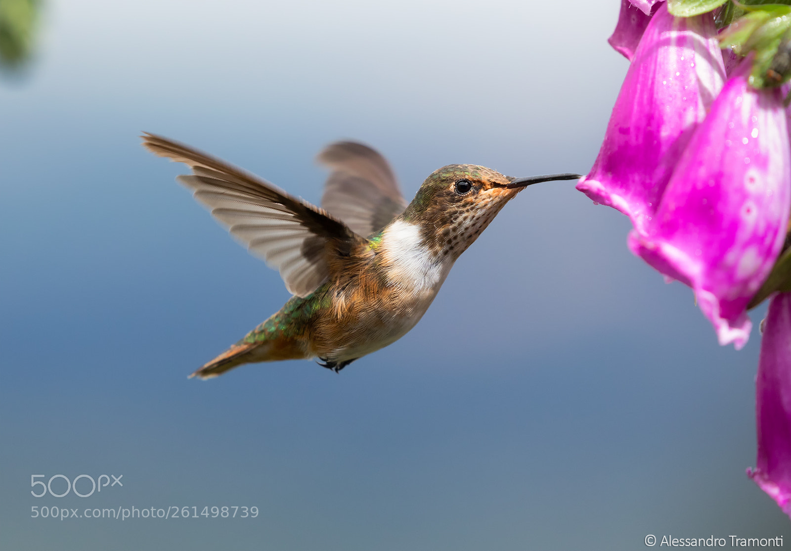 Canon EOS 5D Mark IV sample photo. Volcano hummingbird photography