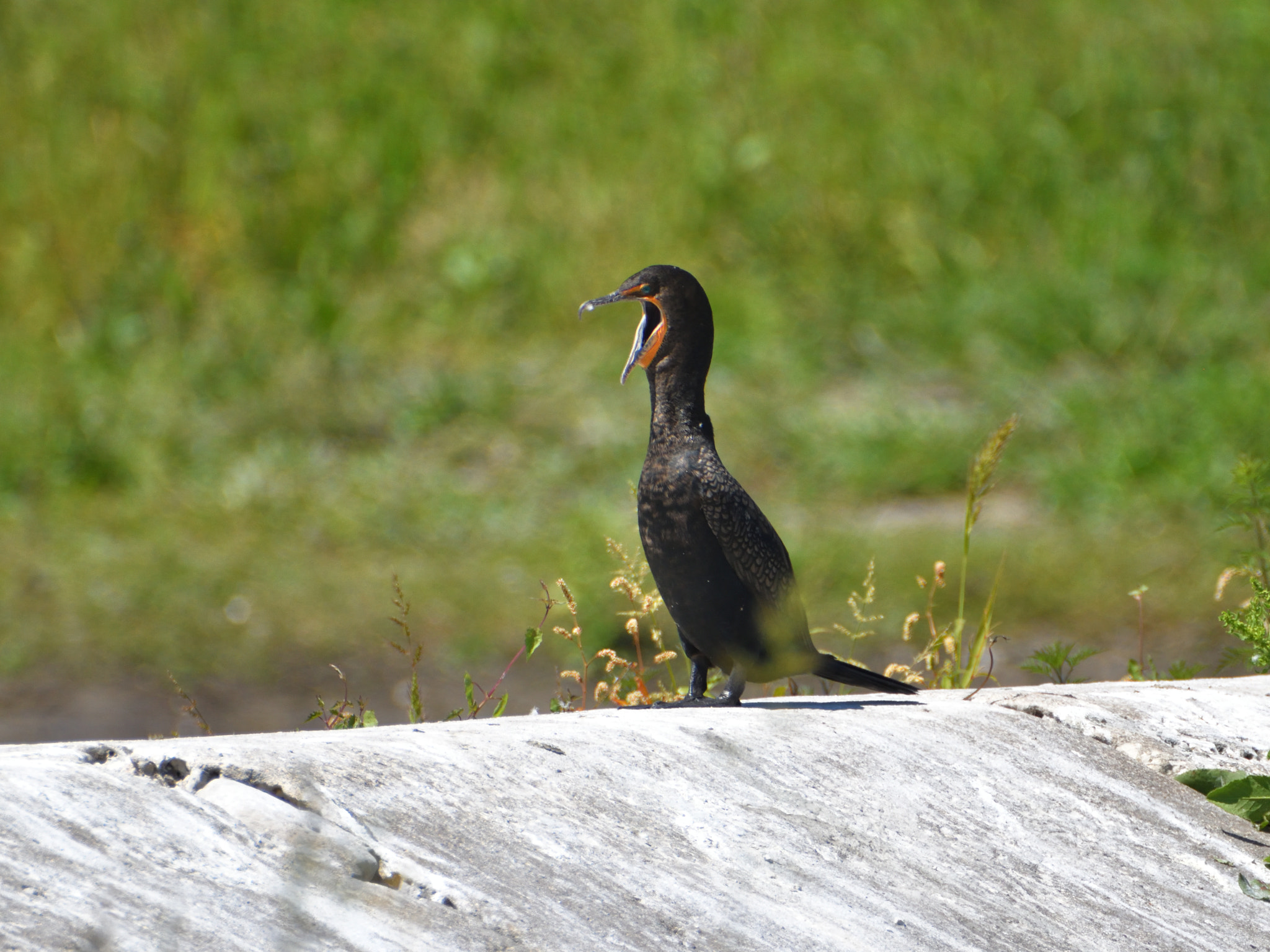Nikon D5500 sample photo. This is mine! photography