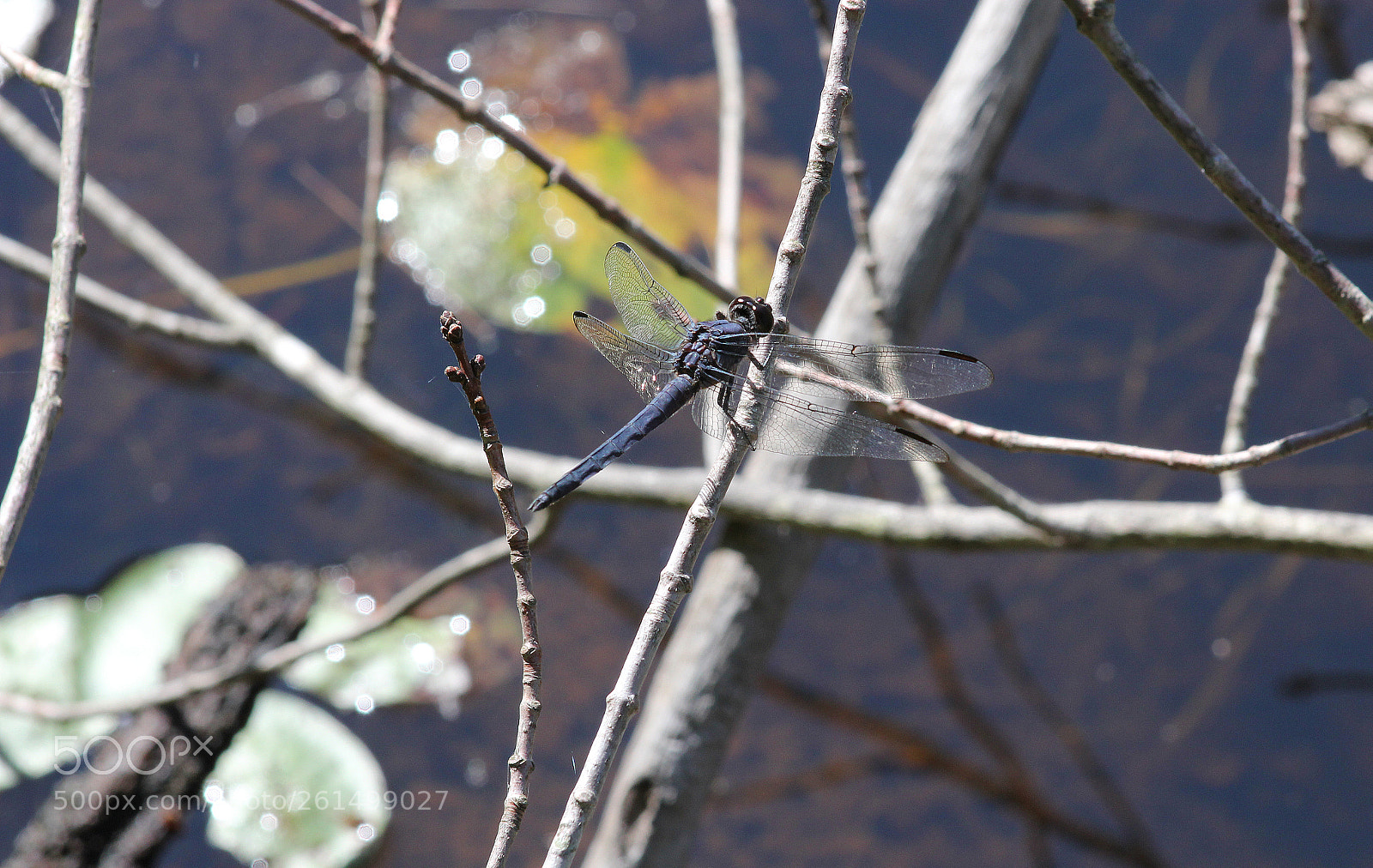 Canon EOS 550D (EOS Rebel T2i / EOS Kiss X4) sample photo. Libelle photography