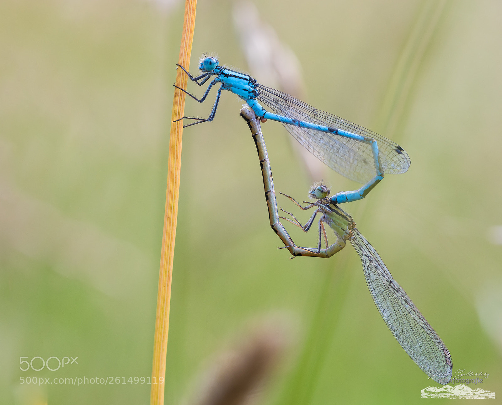 Canon EOS 5D Mark IV sample photo. -dragonflies in love- photography