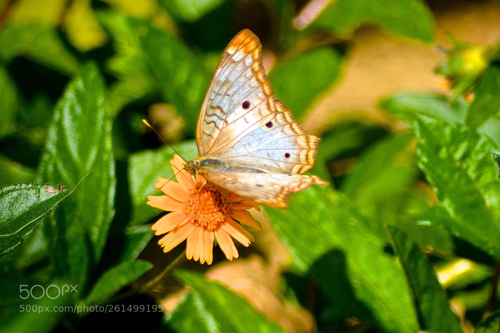 Nikon D7100 sample photo. Daisy and butterfly photography