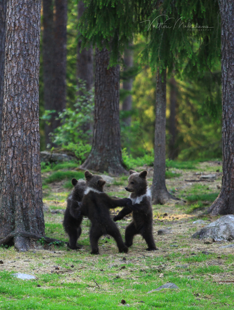Dancing in a circle by Valtteri Mulkahainen on 500px.com