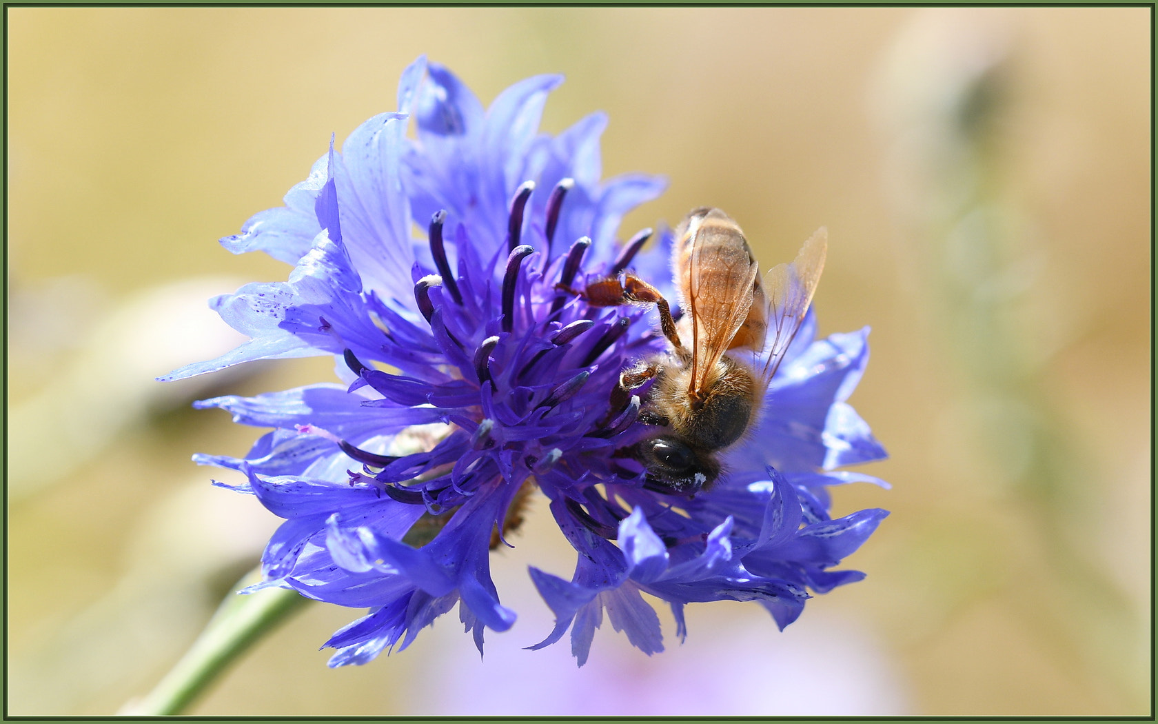 Sigma 105mm F2.8 EX DG OS HSM sample photo. Honey bee photography