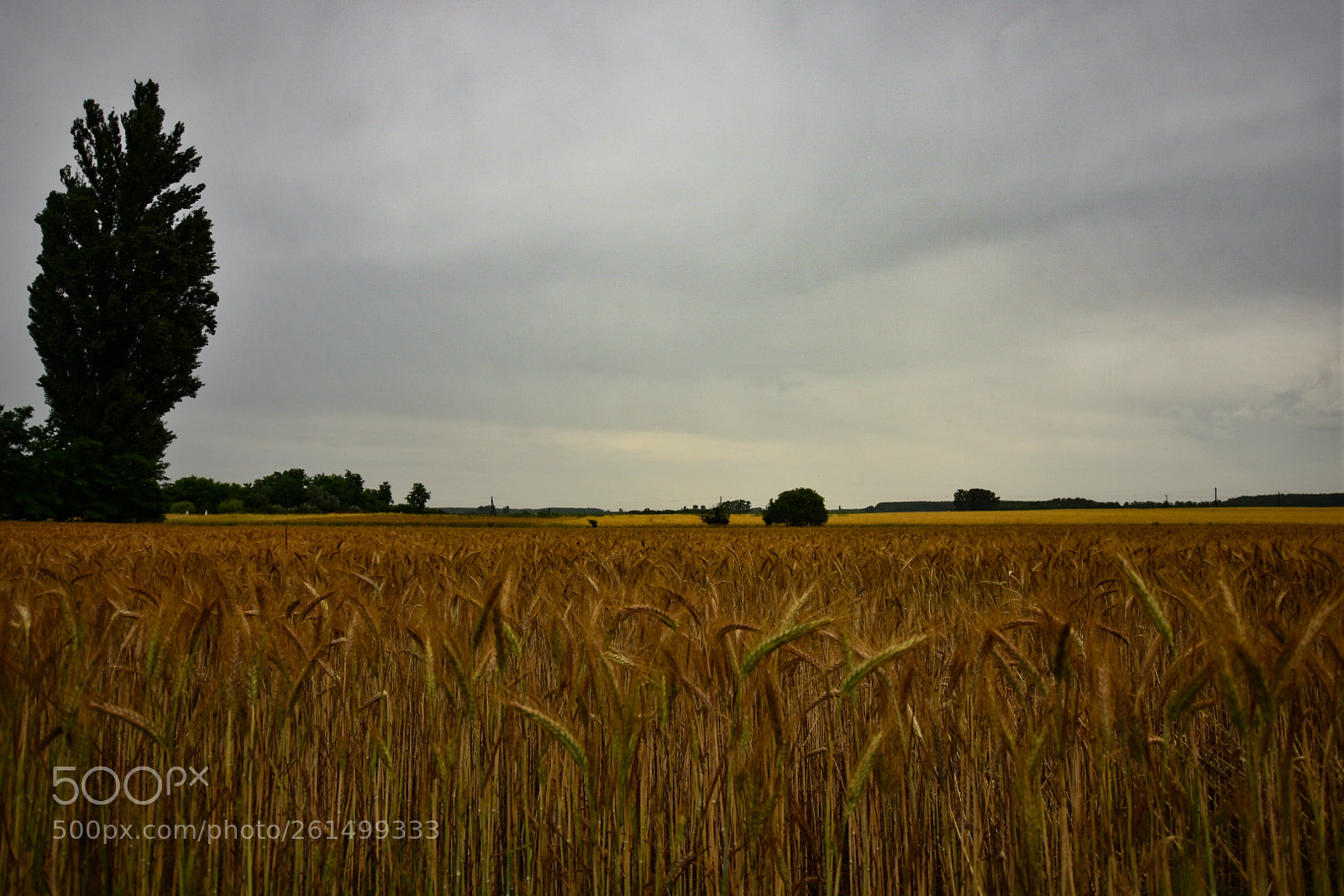 Nikon D7200 sample photo. Untitled photography