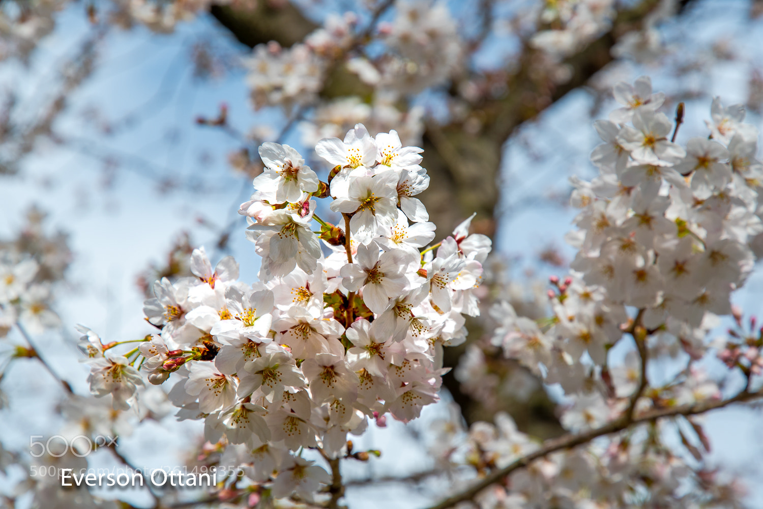 Nikon D500 sample photo. Cherry flowers photography