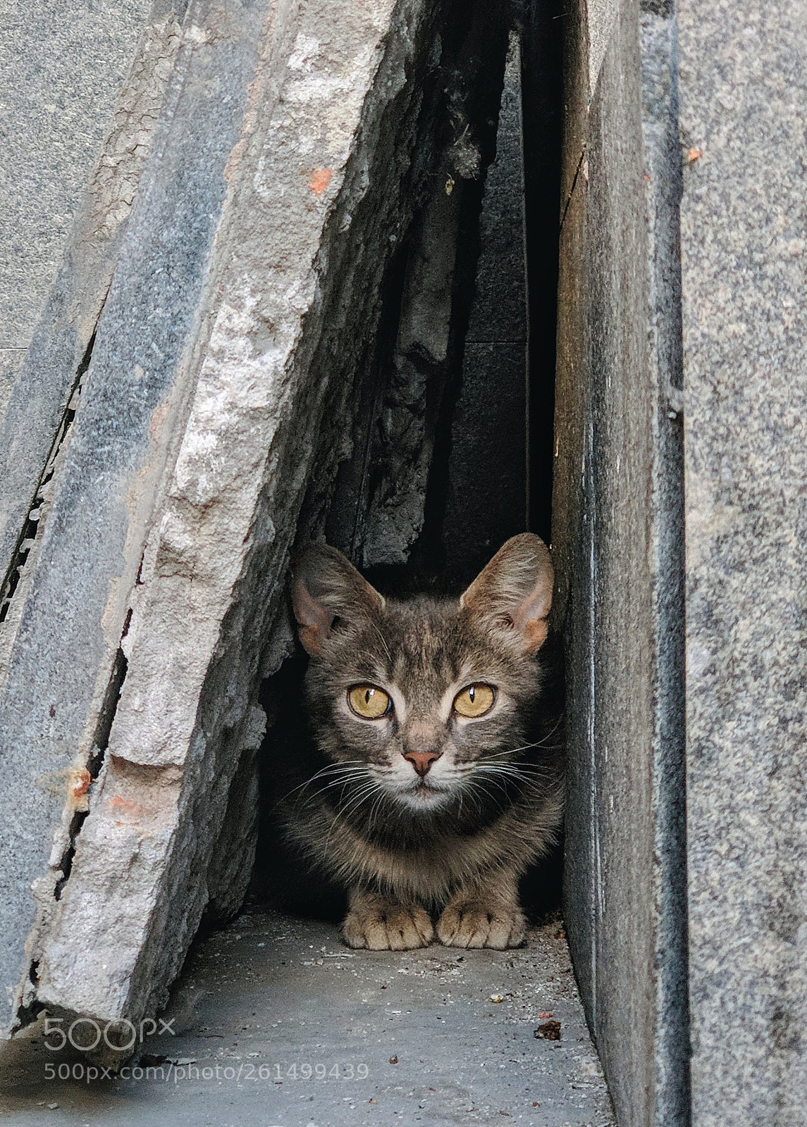 Xiaomi Mi A1 sample photo. Street life photography