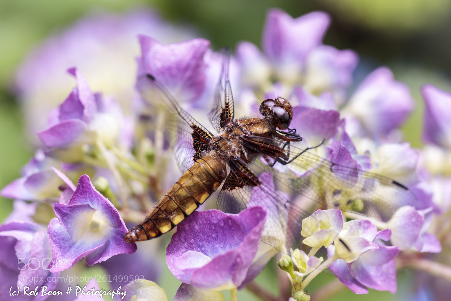 Canon EOS 5DS sample photo. Dragonfly 1 photography