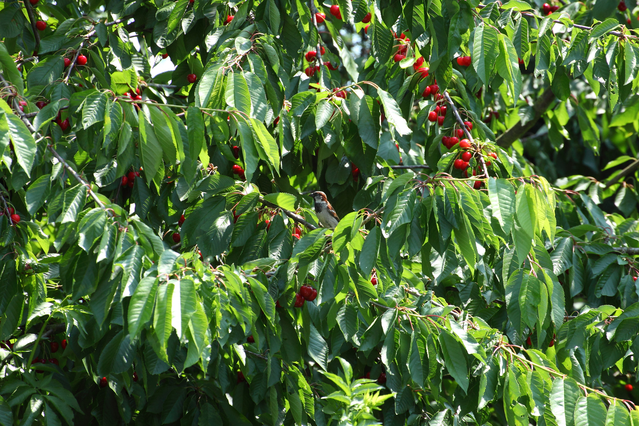 Canon EF 70-200mm F4L USM sample photo. Sweet cherry tree photography