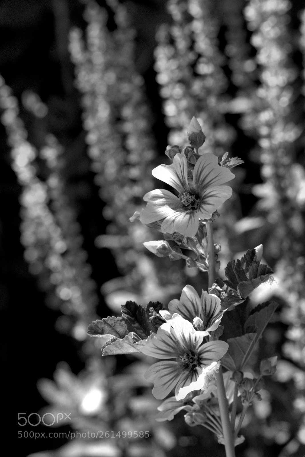 Nikon D610 sample photo. B&w hollyhocks photography