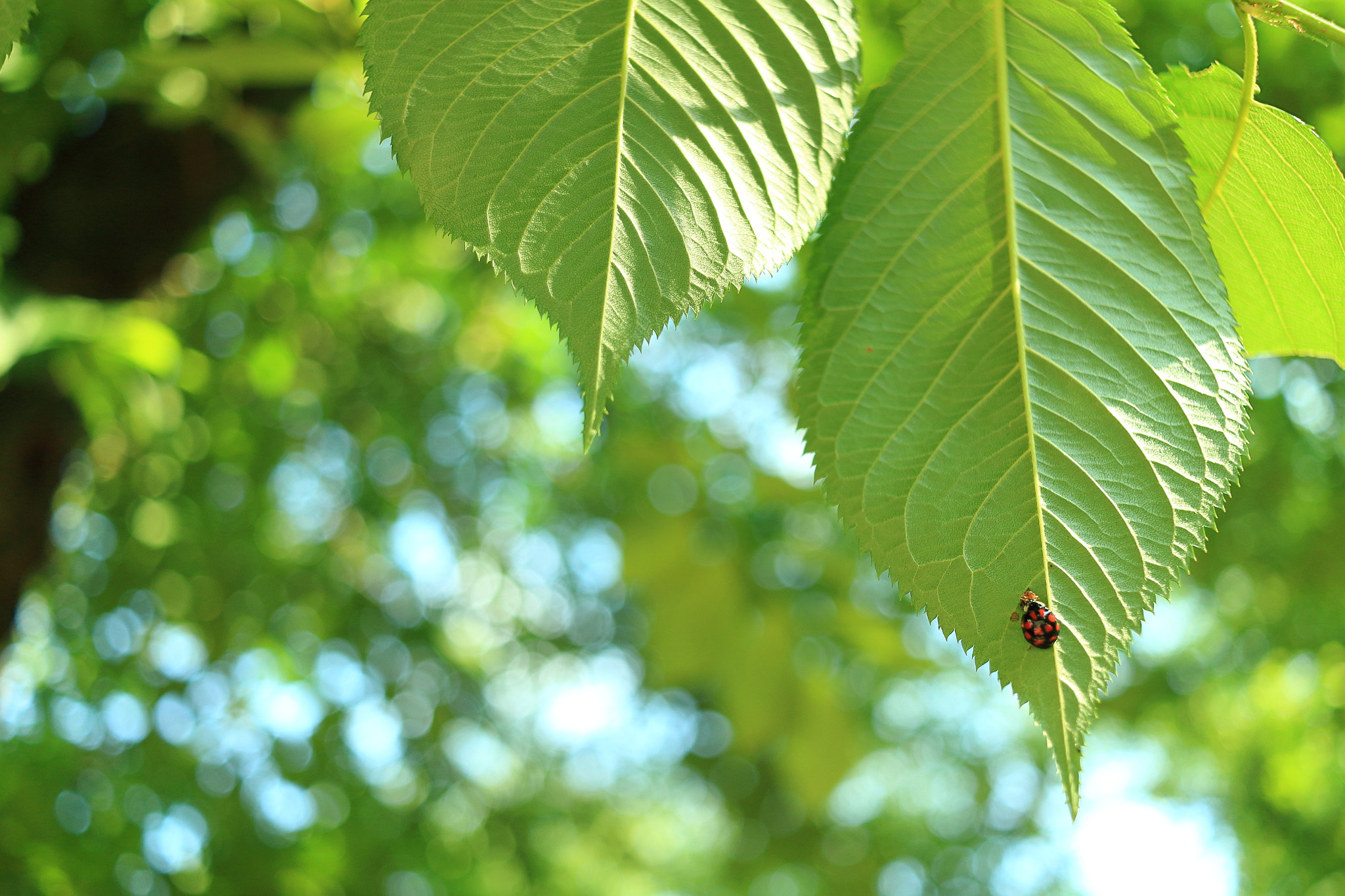 Canon EOS 100D (EOS Rebel SL1 / EOS Kiss X7) + Canon EF-S 24mm F2.8 STM sample photo. Ladybug on green leaf photography