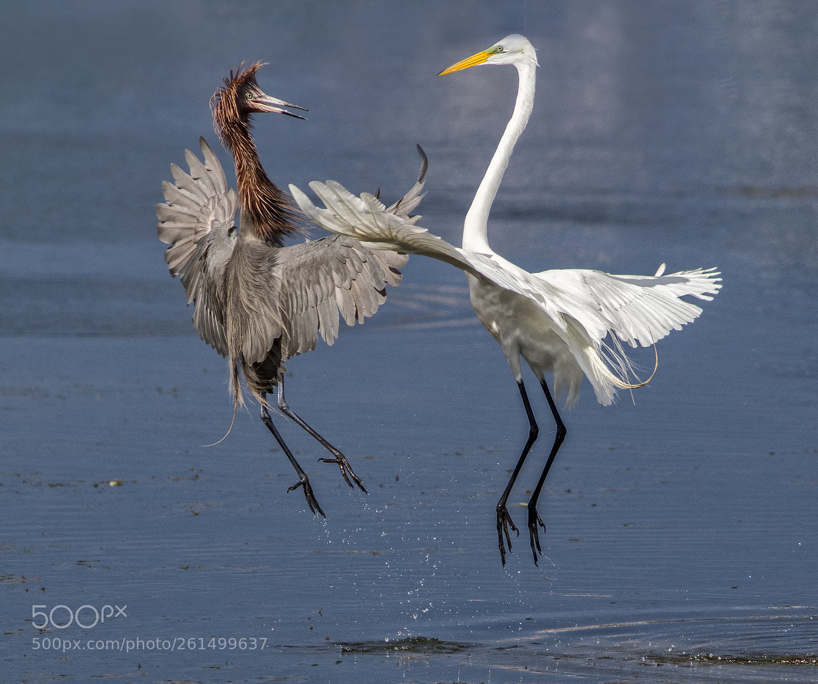Canon EOS 7D Mark II sample photo. Bird altercation photography