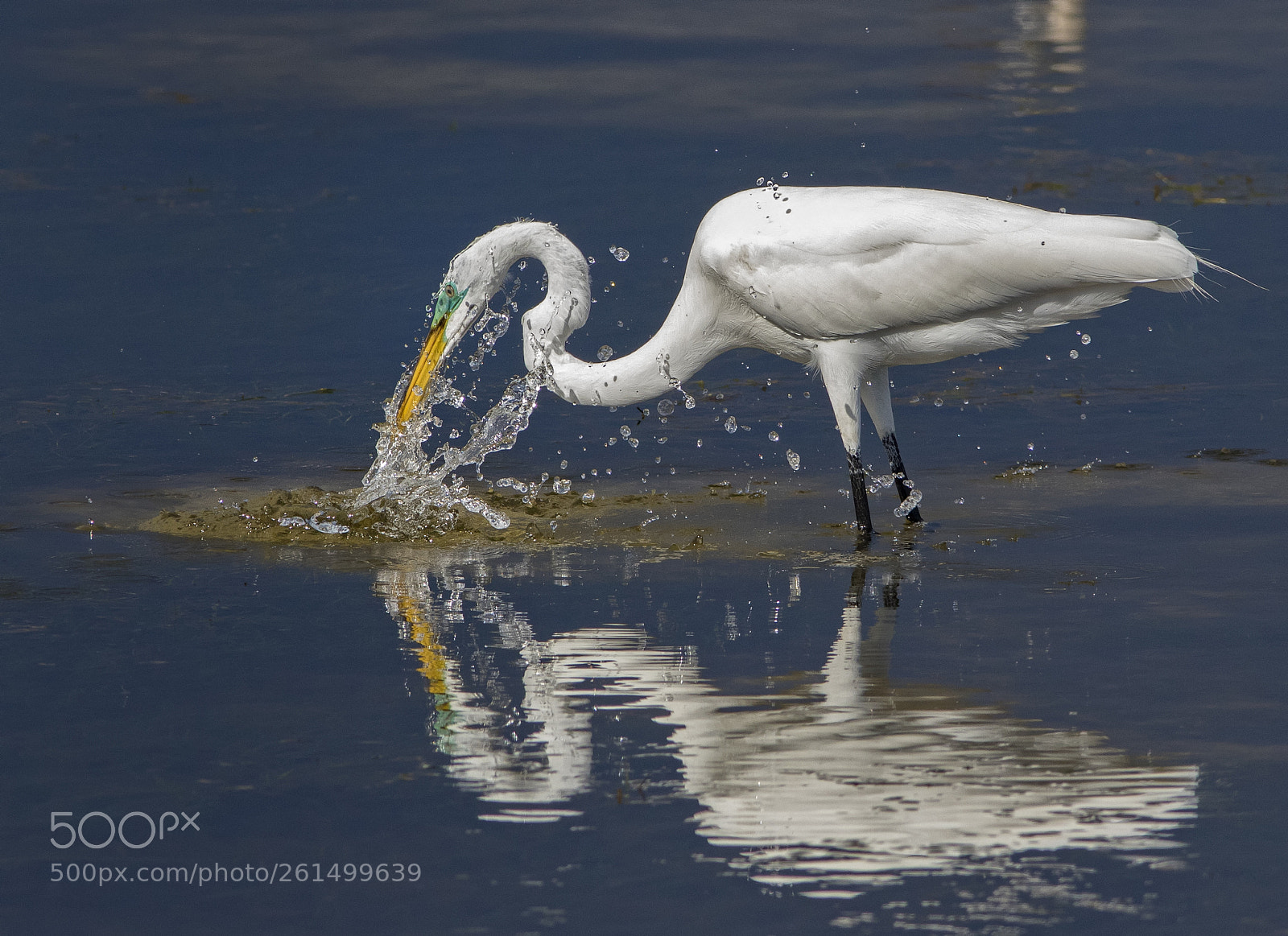 Canon EOS 7D Mark II sample photo. Great egret fishing photography