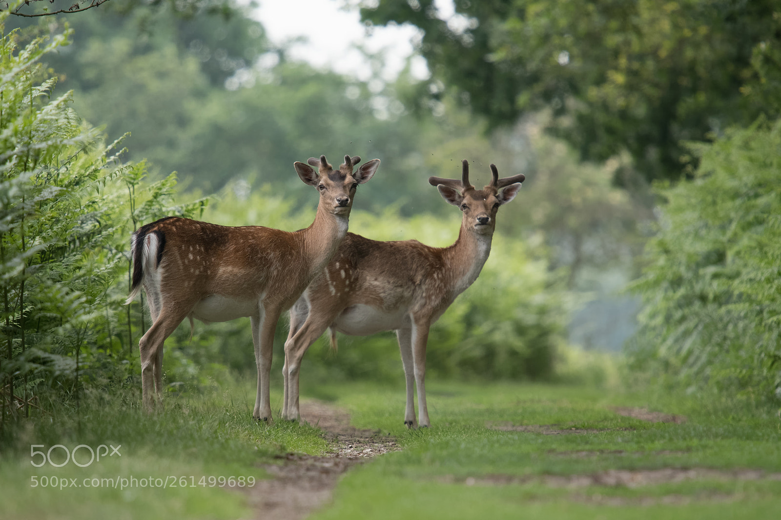 Nikon D500 sample photo. Pleasant encounter photography