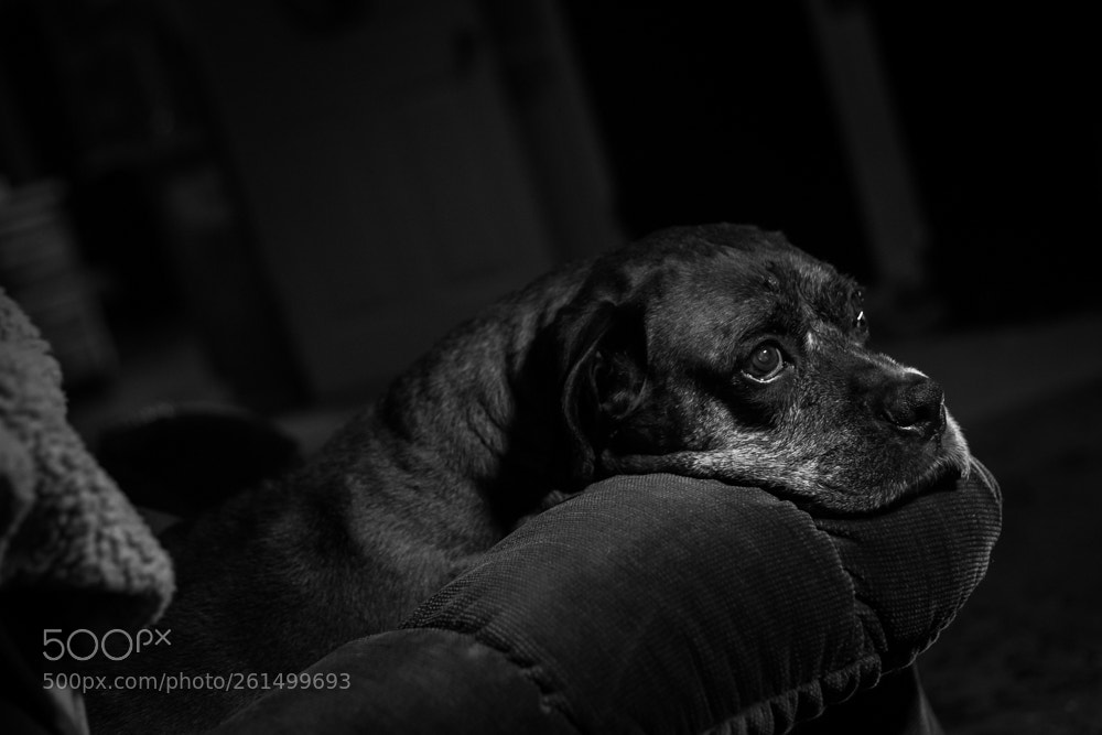 Canon EOS 6D sample photo. An old guy in photography