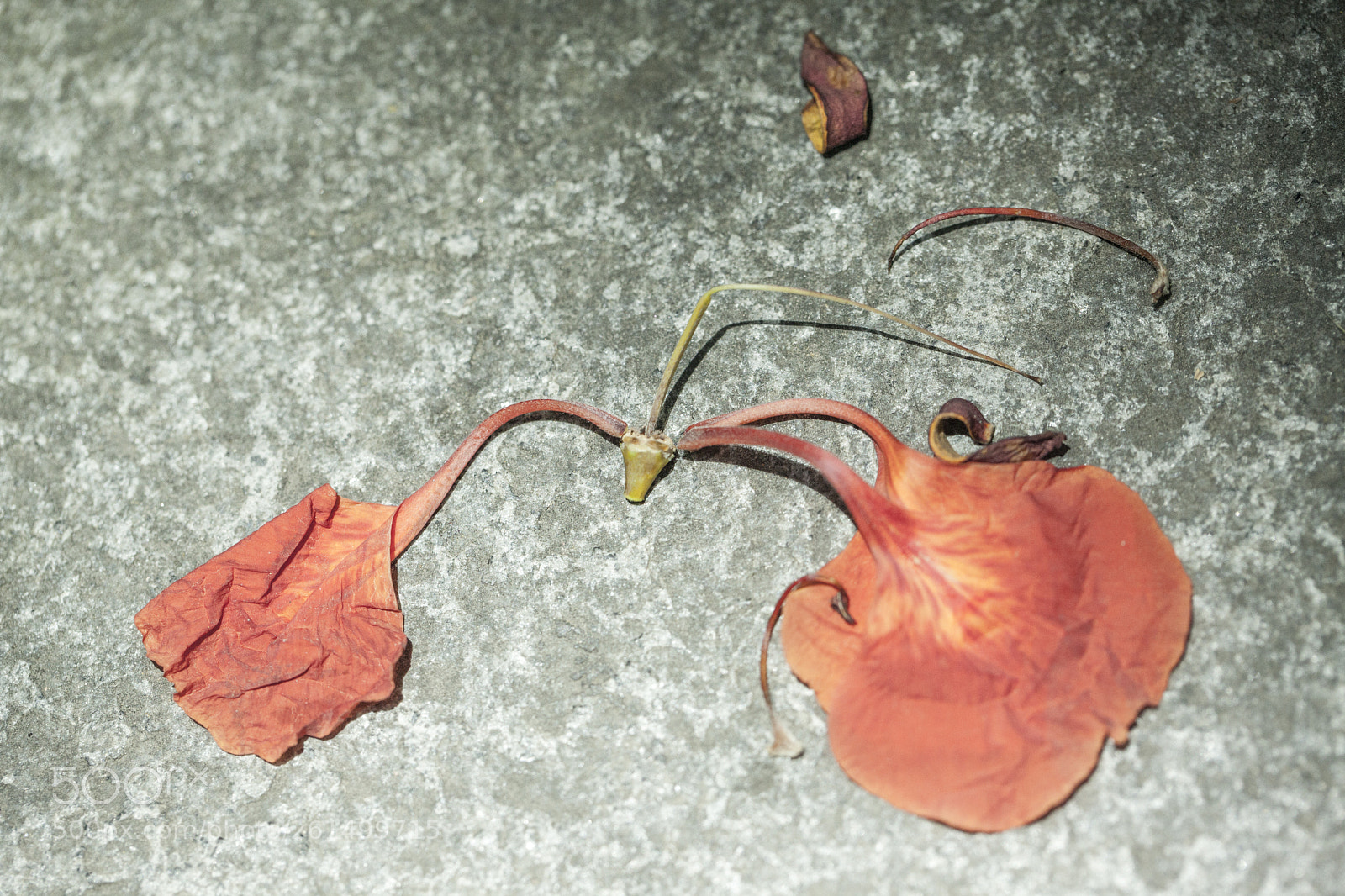 Canon EOS 5D Mark II sample photo. Red leaves photography