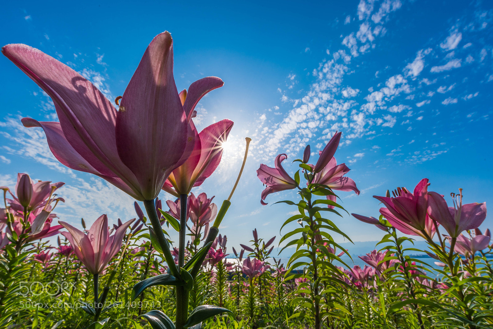 Nikon D750 sample photo. Lily photography
