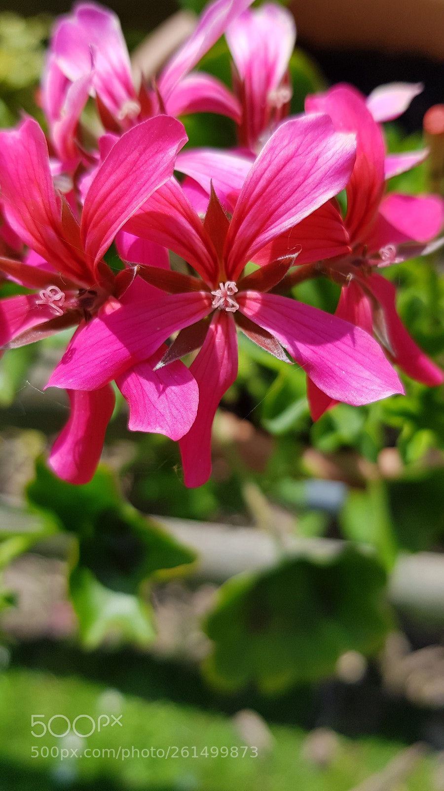 Samsung Galaxy S8+ sample photo. 20180521_131059.jpg photography