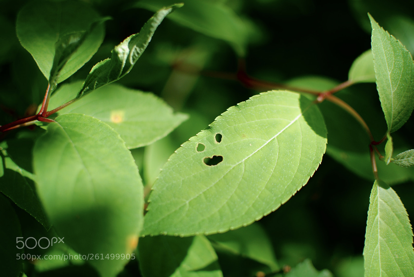 Nikon D40X sample photo. What a wonderful world. photography