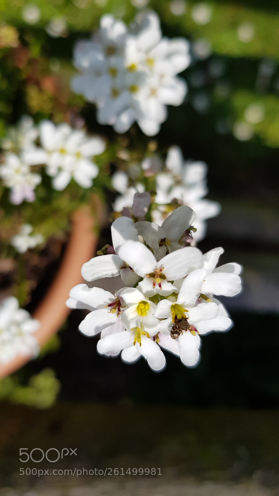 Samsung Galaxy S8+ sample photo. 20180521_131138.jpg photography
