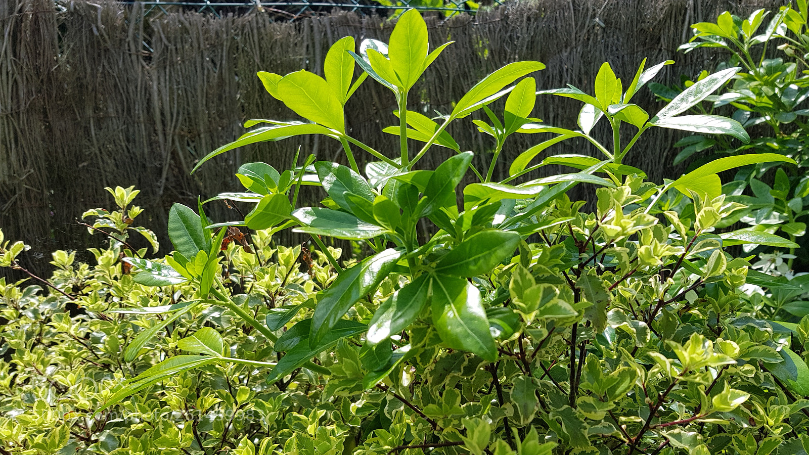 Samsung Galaxy S8+ sample photo. 20180521_131212.jpg photography