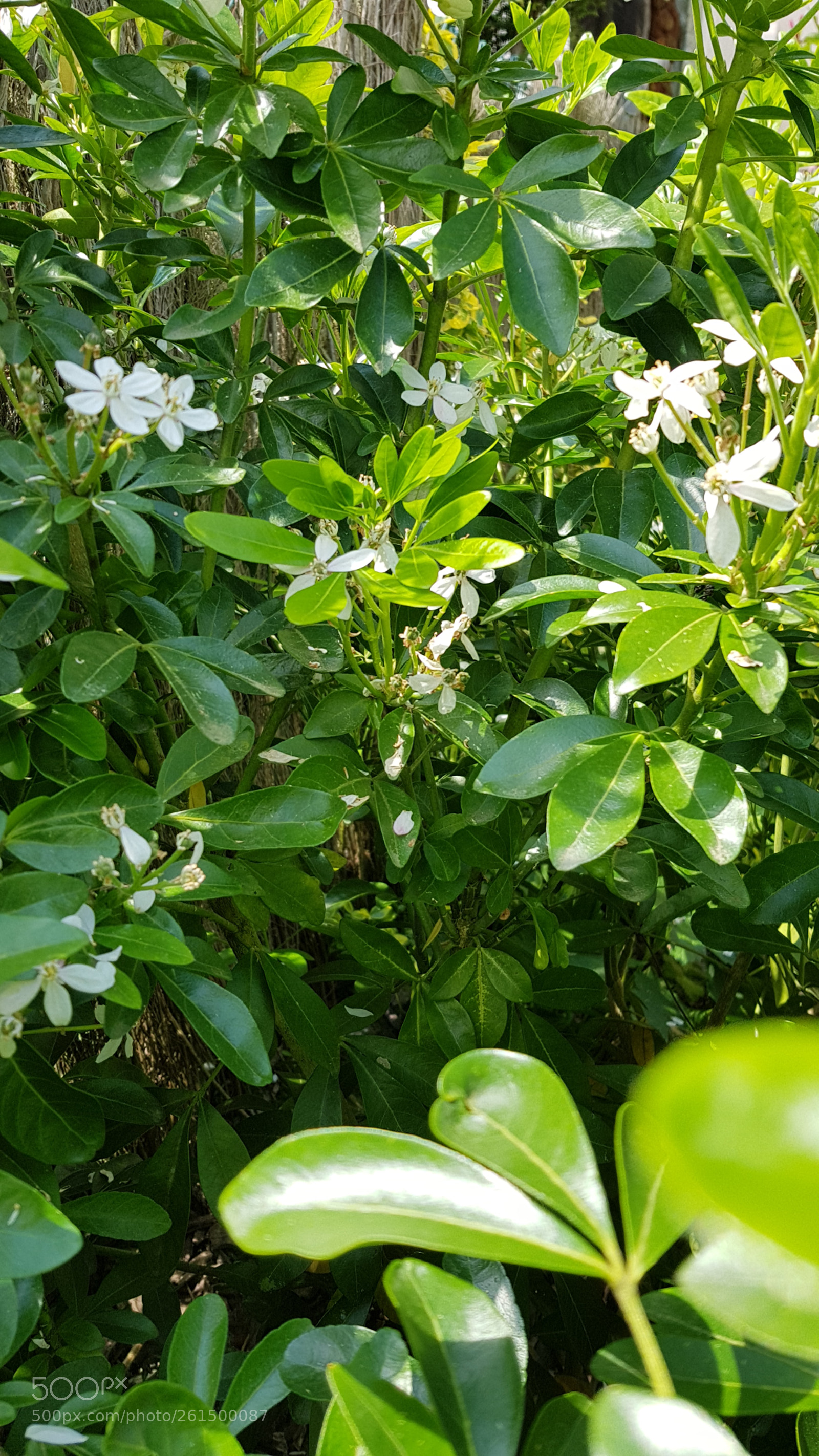 Samsung Galaxy S8+ sample photo. 20180521_131236.jpg photography