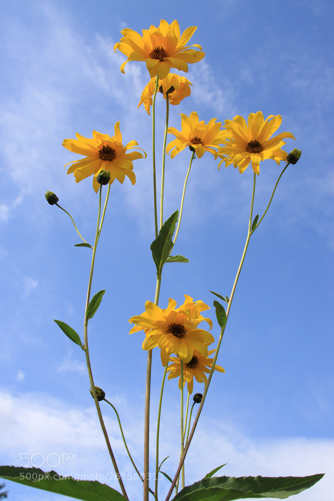 Canon EOS 50D sample photo. Revisited photography