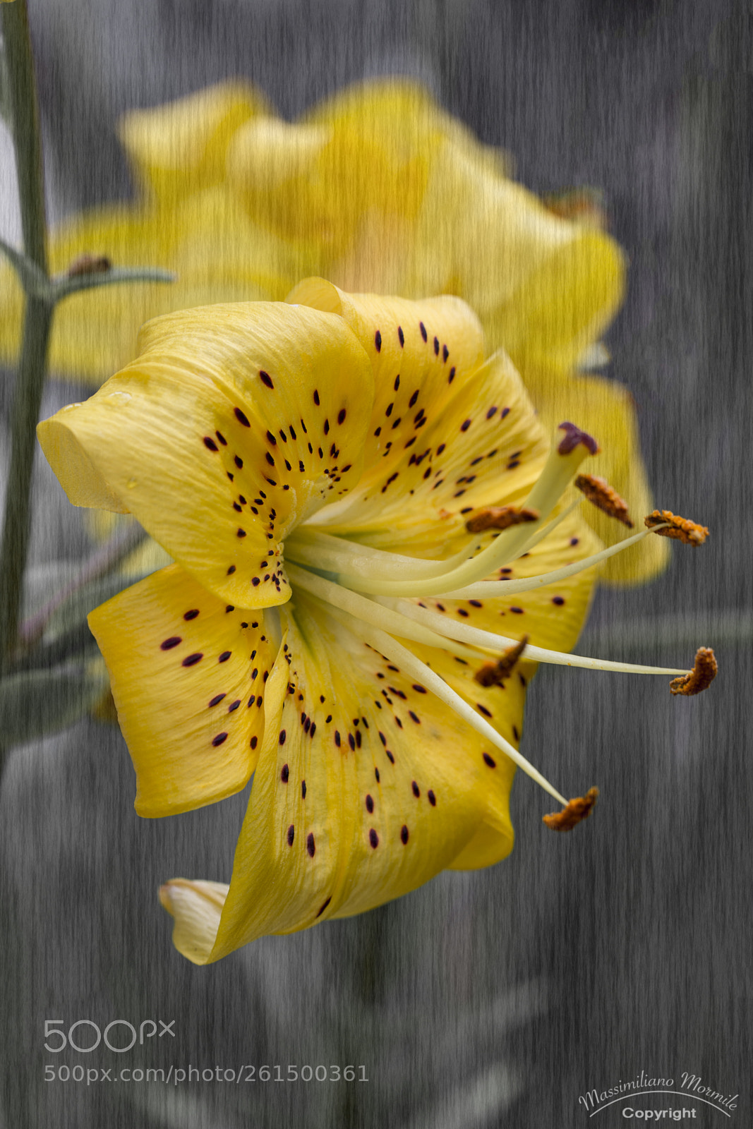 Canon EOS 6D sample photo. Lilium giallo photography