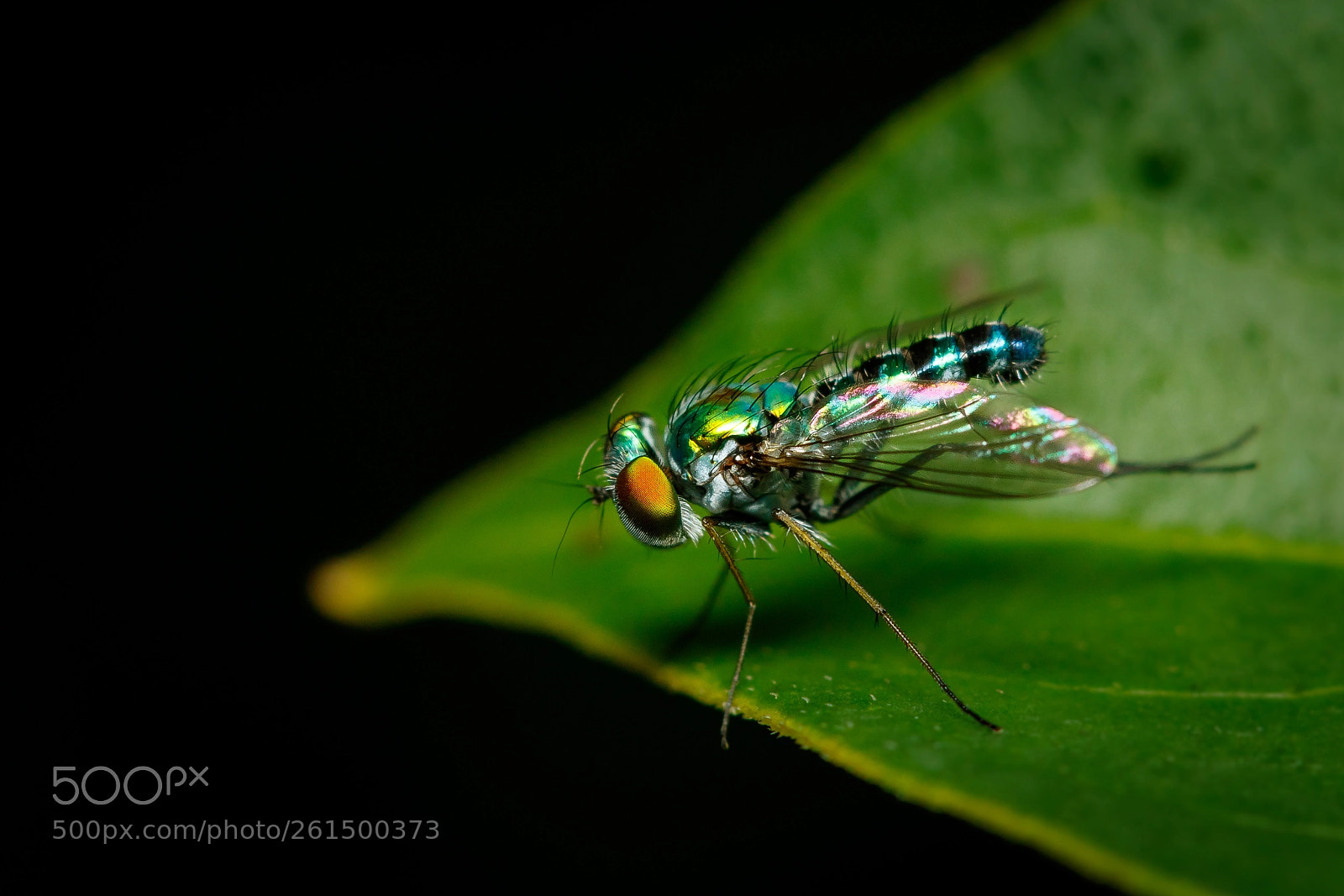 Canon EOS 7D Mark II sample photo. Green photography