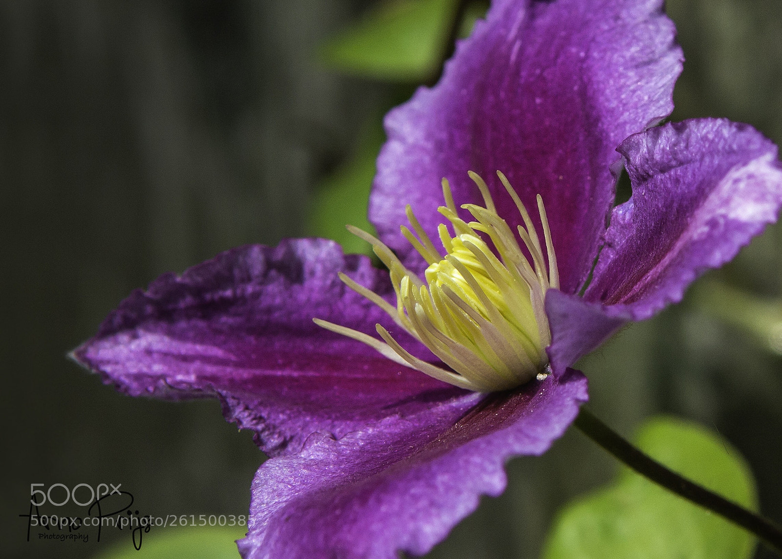 Nikon D7100 sample photo. Seen in my garden  photography