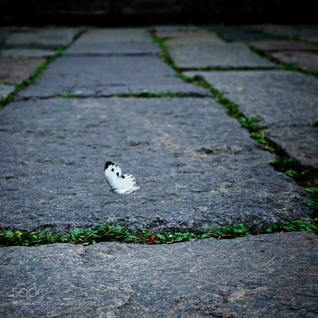 Sony a6000 sample photo. 蝴蝶飞 photography