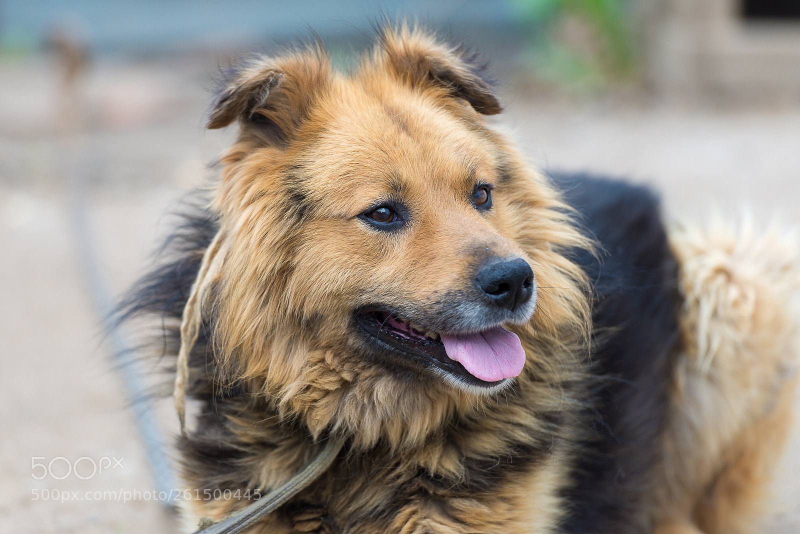Nikon D610 sample photo. Archi photography