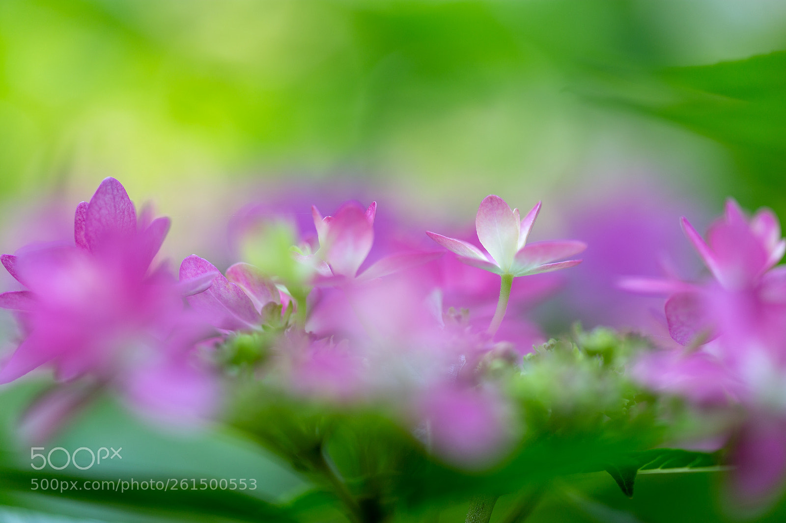 Canon EOS 6D sample photo. 紫陽花 photography
