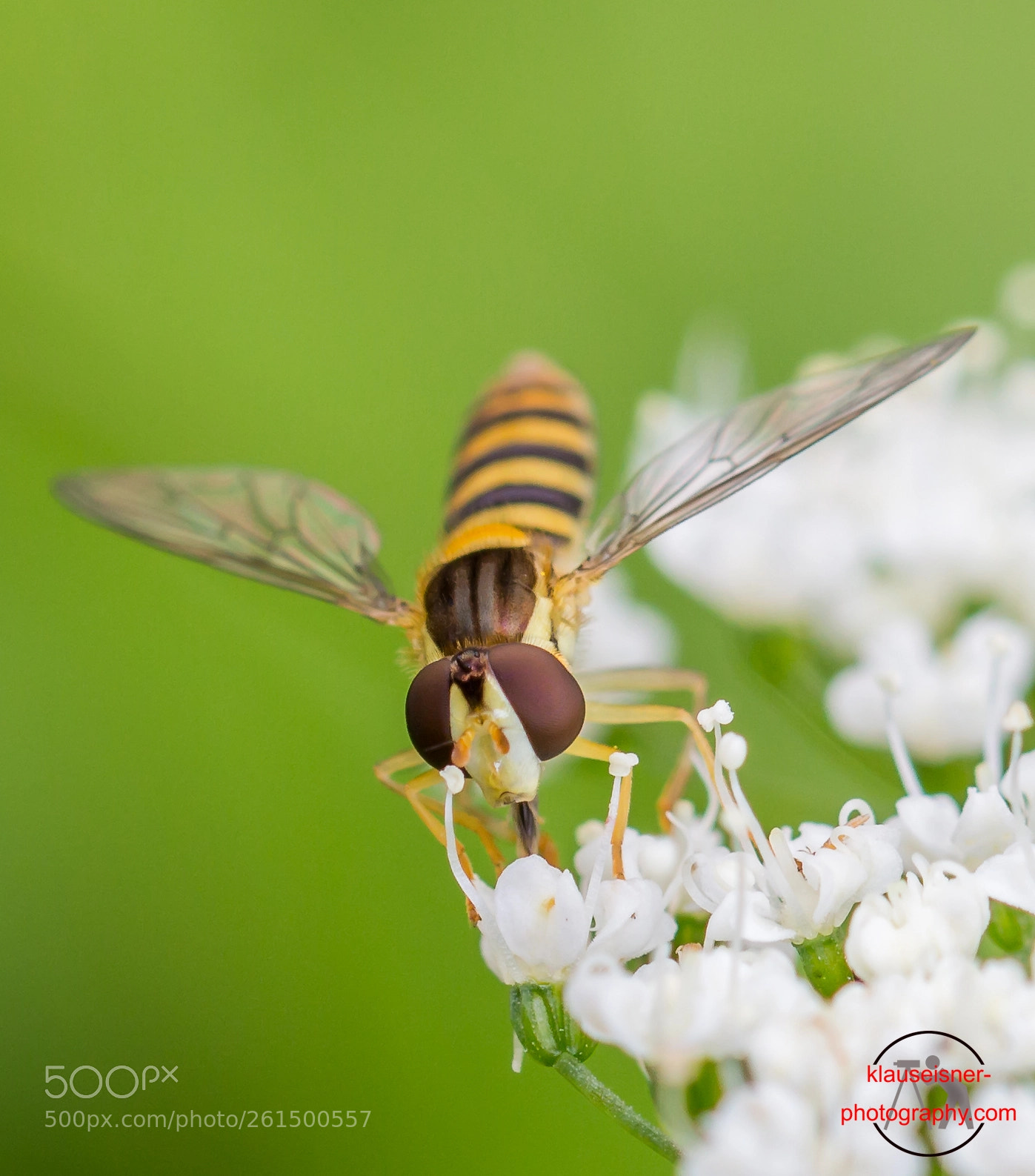 Canon EOS 700D (EOS Rebel T5i / EOS Kiss X7i) sample photo. Schwebfliegen (syrphidae) / hoverfly photography