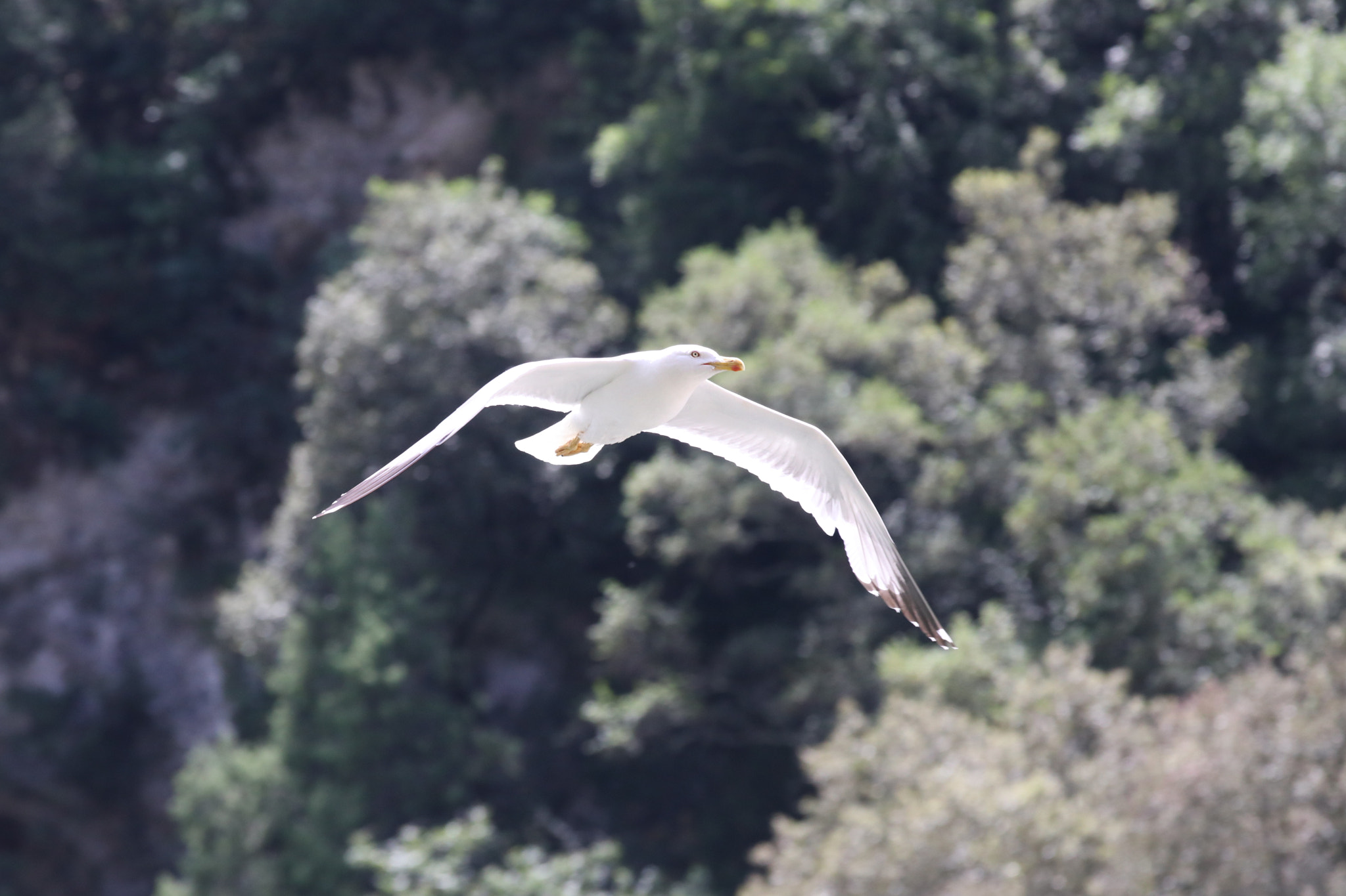 Canon EOS 80D sample photo. Mouette photography