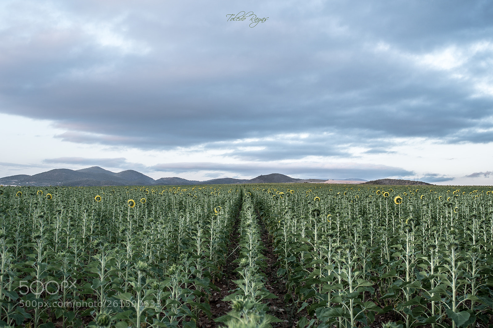 Nikon D500 sample photo. Girasoles photography