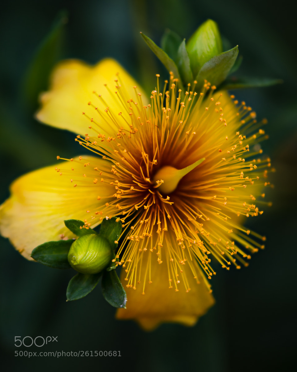 Nikon D5100 sample photo. St john's wort photography