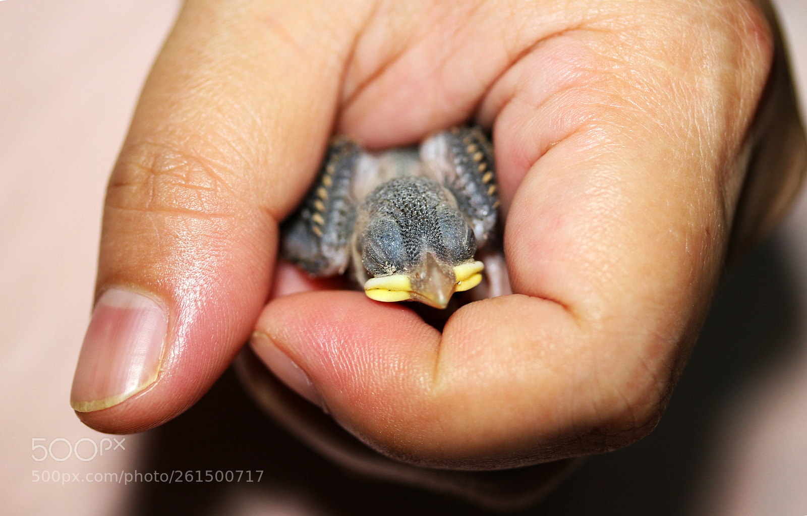 Canon EOS 700D (EOS Rebel T5i / EOS Kiss X7i) sample photo. Caring for a bird photography